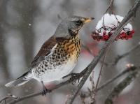 Turdus pilaris_7